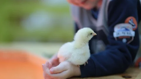 The child holds a chicken in his hands. Stock Footage
