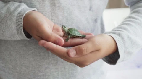 Child holds small green turtle in his hands Stock Footage 96993531