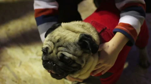 Child hugging nice pug, posing to photog... | Stock Video | Pond5