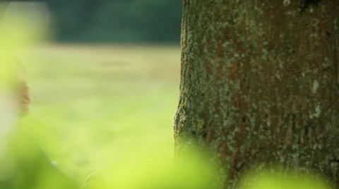 Child hugging tree Video stock 60132002