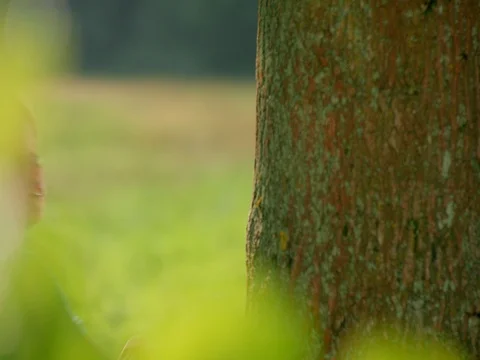 Child hugging tree Video stock 82918557