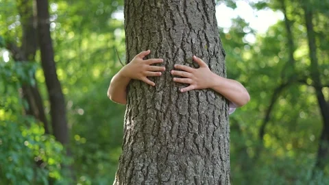 Child hugging tree in lush forest. Child arms wrapped around tree trunk Stockbeeldmateriaal 315908022