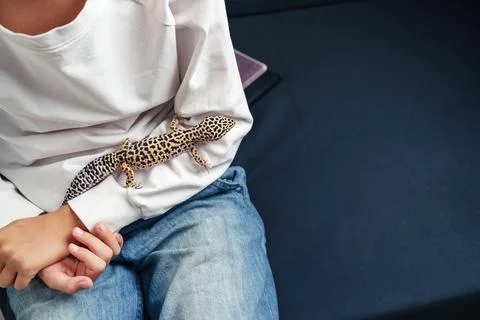Child interacts with a leopard gecko while seated on a sofa in a cozy indoor Stock Photos