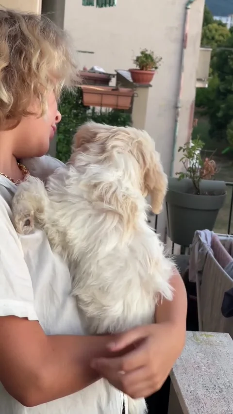 Child Joyfully Embracing Fluffy White Puppy Stock Footage 314984401