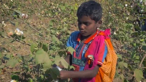 Child labor harvesting cotton in a organic cotton farm Stock Footage