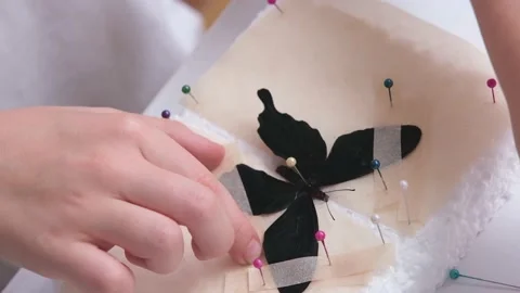 The child learns to fix the butterfly for drying. Passion for entomology Stock Footage 201426822