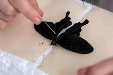 The child learns to fix the butterfly for drying. Passion for entomology Stock Photos