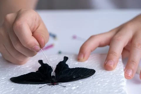 The child learns to fix the butterfly for drying. Passion for entomology Stock Photos