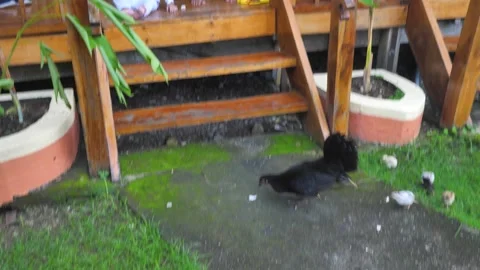 The child learns to take care of pets from an early age on the farm. Love for Stock Footage 244847636