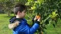 Child looking orange tree HD Footage