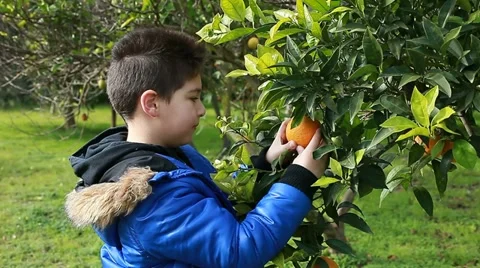 Child looking orange tree Stock Footage 11229090