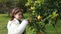 Child looking orange tree HD Footage