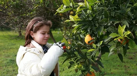 Child looking orange tree Video stock 11229580