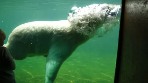 The child is looking at a polar bear swimming, the bear is blowing bubbles Stock Footage