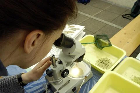 Child looking through a microscope Stock Photos