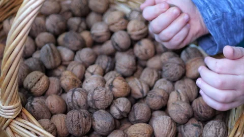 The child looks at the walnuts in the basket Stock Footage 288748360