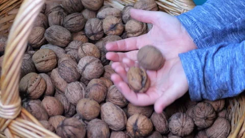 The child looks at the walnuts in the basket Stock Footage 288748403