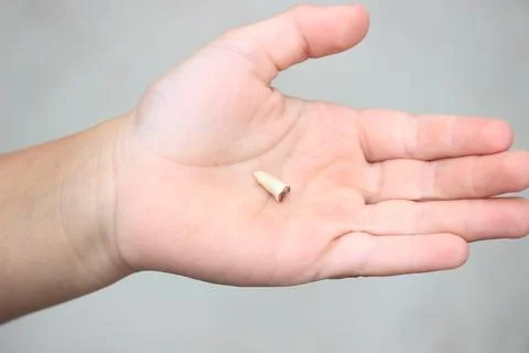 The child lost a tooth. Selective focus.Concept baby tooth Stock Photos