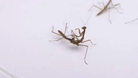 Child Mantis Stock Footage 267942466