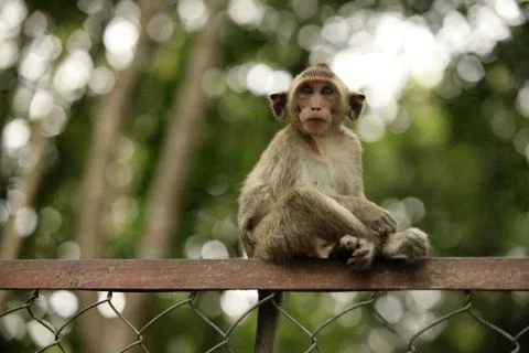 Child of monkeys Stock Photos