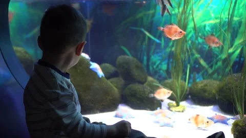 Child observes fish. Boy gazing at aquarium life. Stock Footage 342074973