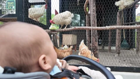 Child Observing Chickens Behind a Wire Fence Stock Footage 313838307