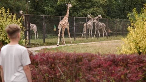 A Child Observing Giraffes in a Zoo Environment Stock Footage 283466085