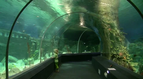 The child in an oceanarium Stock Footage 50960384