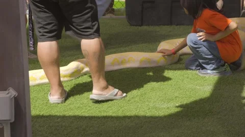 Child pets large snake Video stock 310751646