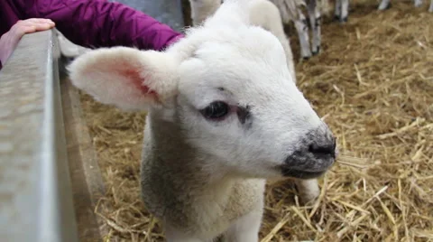 Child petting a Lamb in barn Stock Footage 47857277