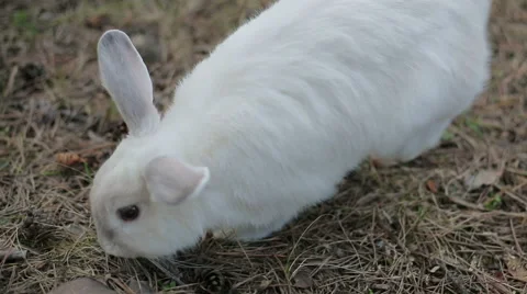 Child petting the rabbit Stock Footage 67749358