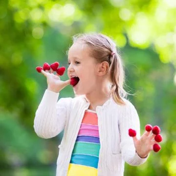 Child picking and eating raspberry in summer Stock Photos
