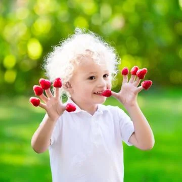 Child picking and eating raspberry in summer Stock Photos
