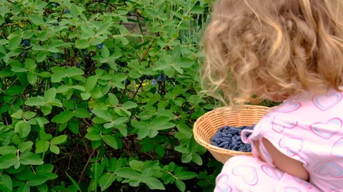 Child picking berries in the garden. Selective focus. Stock Footage 317439593