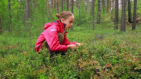 Child picking berries in a summer forest Stock Footage 155022903