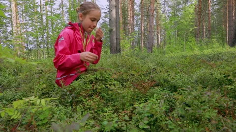 Child picking berries in a summer forest Stock Footage 155022928