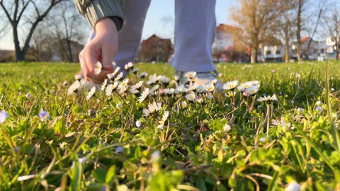 Child Picking Daisies In A Sunny Spring Meadow Stock Footage 331632634