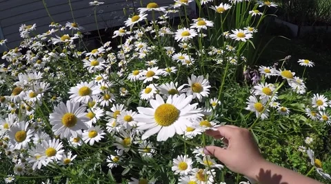 Child picking flowers Stockbeeldmateriaal 54499006