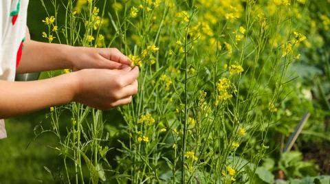 Child picking flowers Stock Photos