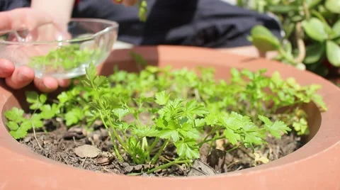 Child picking greens, Vídeo Stock 49237907