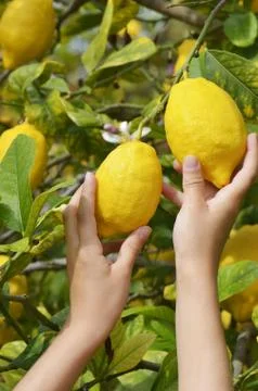 Child picking lemons Stock Photos
