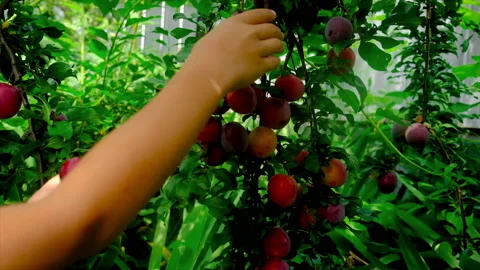 A child is picking plums in the garden. Selective focus. Stock Footage 169744016