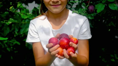 A child is picking plums in the garden. Selective focus. Stock Footage 171101972