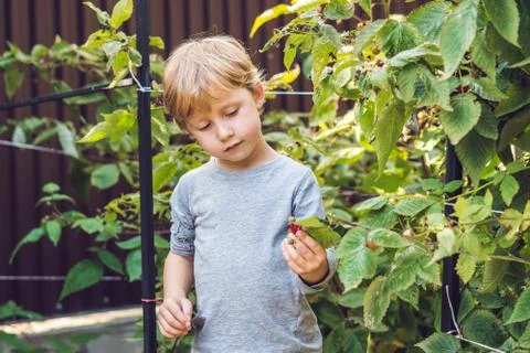 Child picking raspberry. Kids pick fresh fruit on organic raspberries farm. C Stock Photos