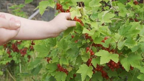 Child picking red currant fruit berries from a bush Stock Footage 221943694