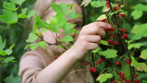 Child picking redcurrant berries Stock Footage 245822211