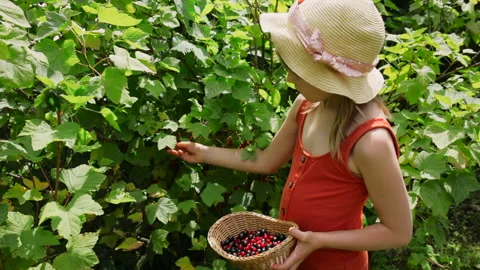 Child picking redcurrant berries Stock Footage 246626687