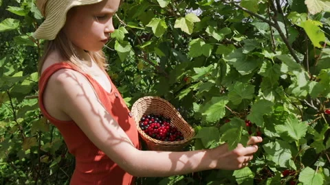 Child picking redcurrant berries Stock Footage 246626968