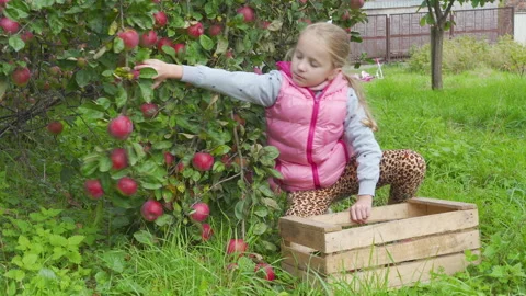 A child is picking ripe apples from the tree. Stock Footage 344964428