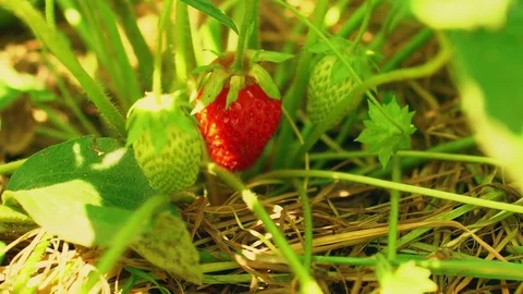 Child is picking strawberries Video stock 78025715